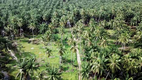Fly-above-country-side-road-at-tropical-coconut-farm